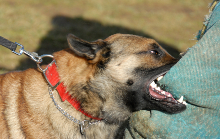 dog bite 2